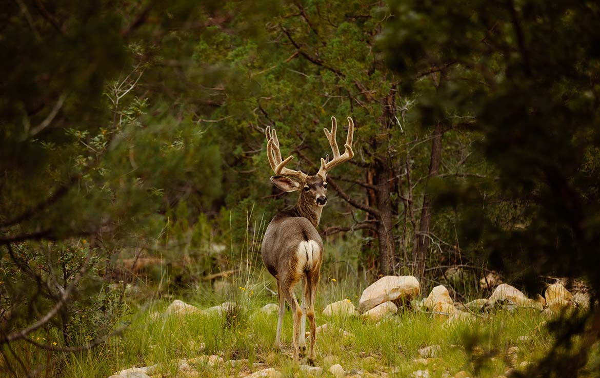 El Capitan Ranch 11,070 Acre Ranch Lincoln County Image 14