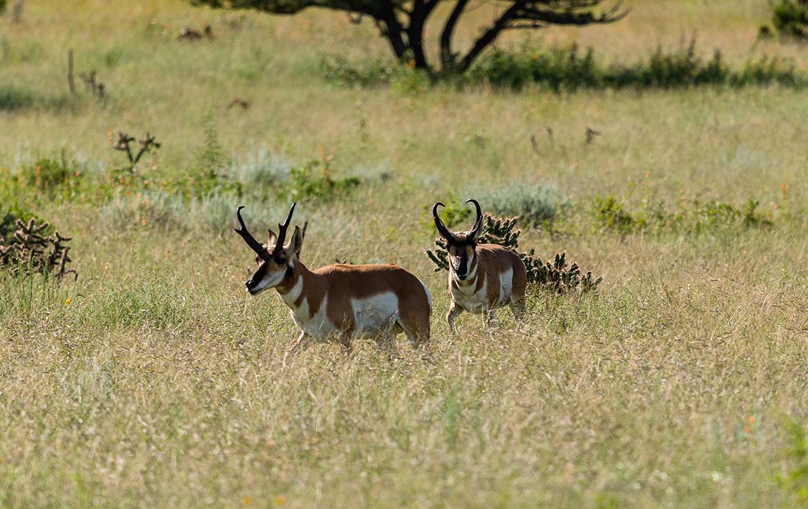 El Capitan Ranch 11,070 Acre Ranch Lincoln County Image 16