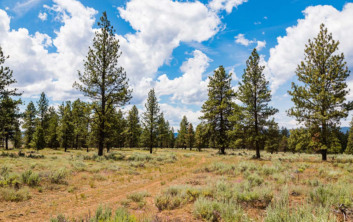 Summit Prairie Ranch 9300 Acre Ranch Crook County Image 12