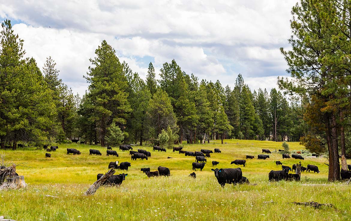 1Summit Prairie Ranch 9300 Acre Ranch Crook County Image 13