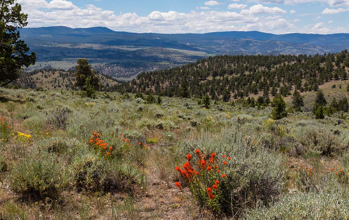 LS Ranch 22791 Acre Ranch Crook County Oregon Image 13