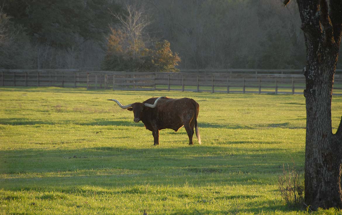 Davidson Creek Ranch 188 Acre Ranch Burleson County Image 17