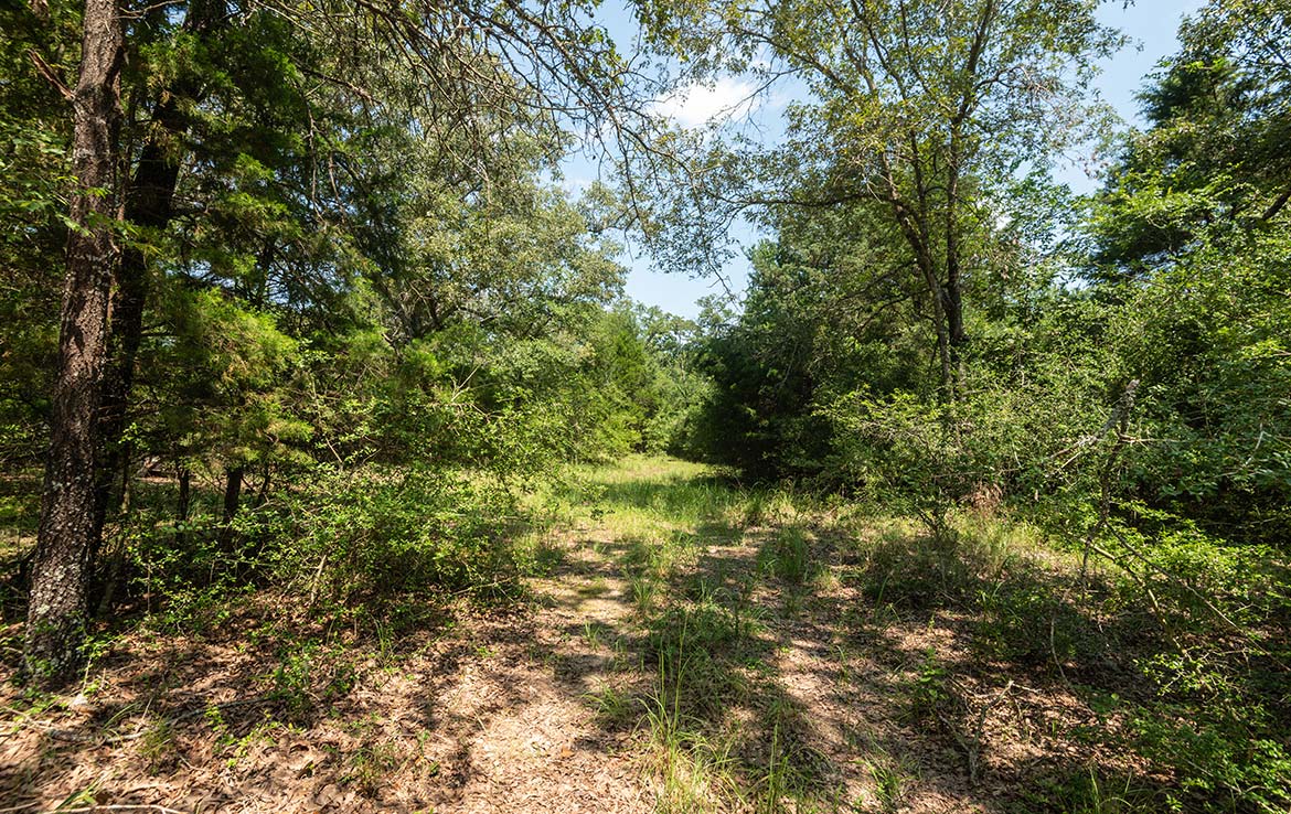 Ward Ranch 65 Acre Ranch Freestone County Image 4