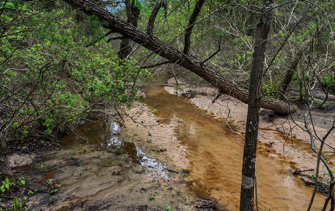 Pigman Ranch 169 Acre Ranch Limestone County Image 1