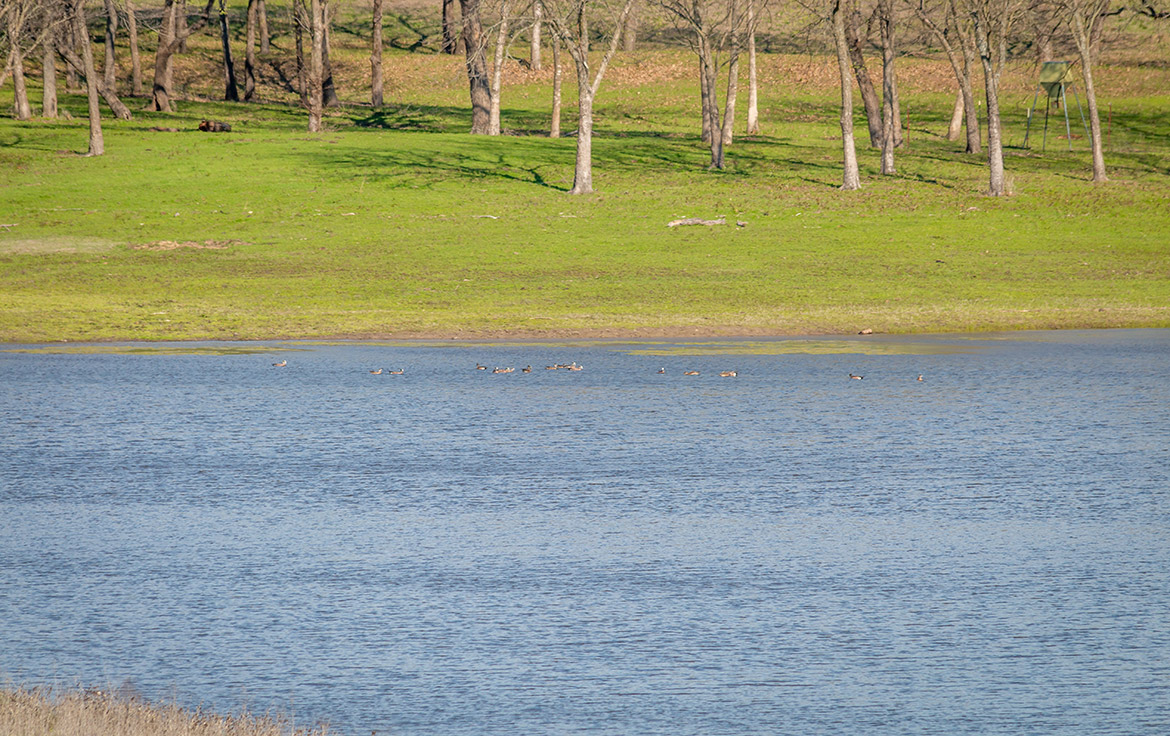 South Paw Ranch 59 Acre Ranch Collin County Image 7