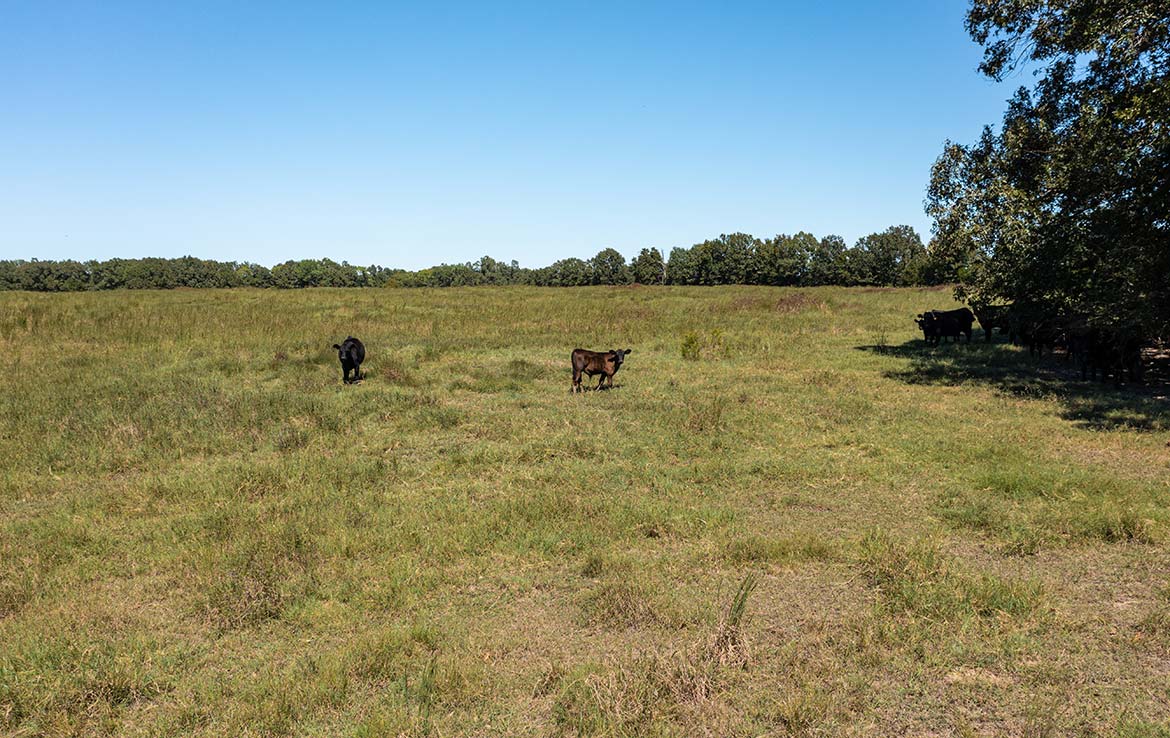 Coleman Ranch 340 Acre Ranch Lamar County Image 10