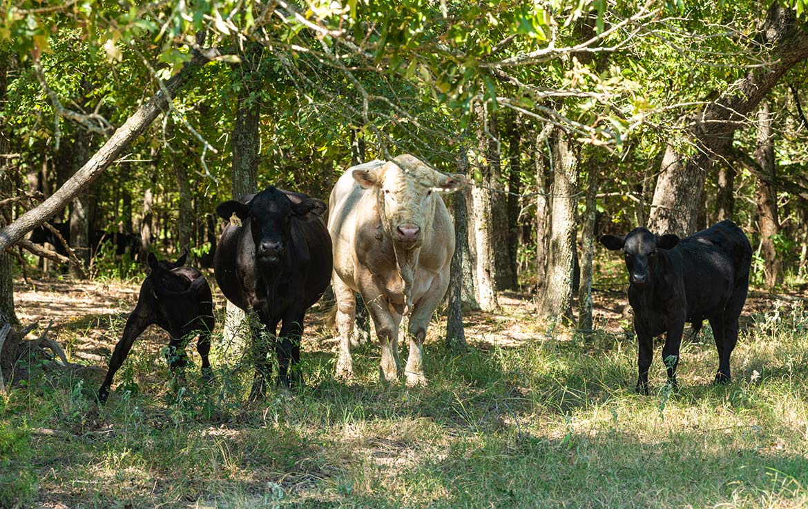 Coleman Ranch 340 Acre Ranch Lamar County Image 9