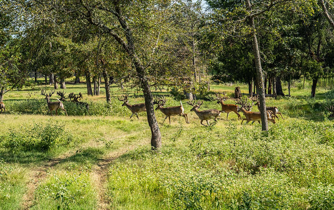 Pine Meadow 191 Acre Ranch Wood County Image 14