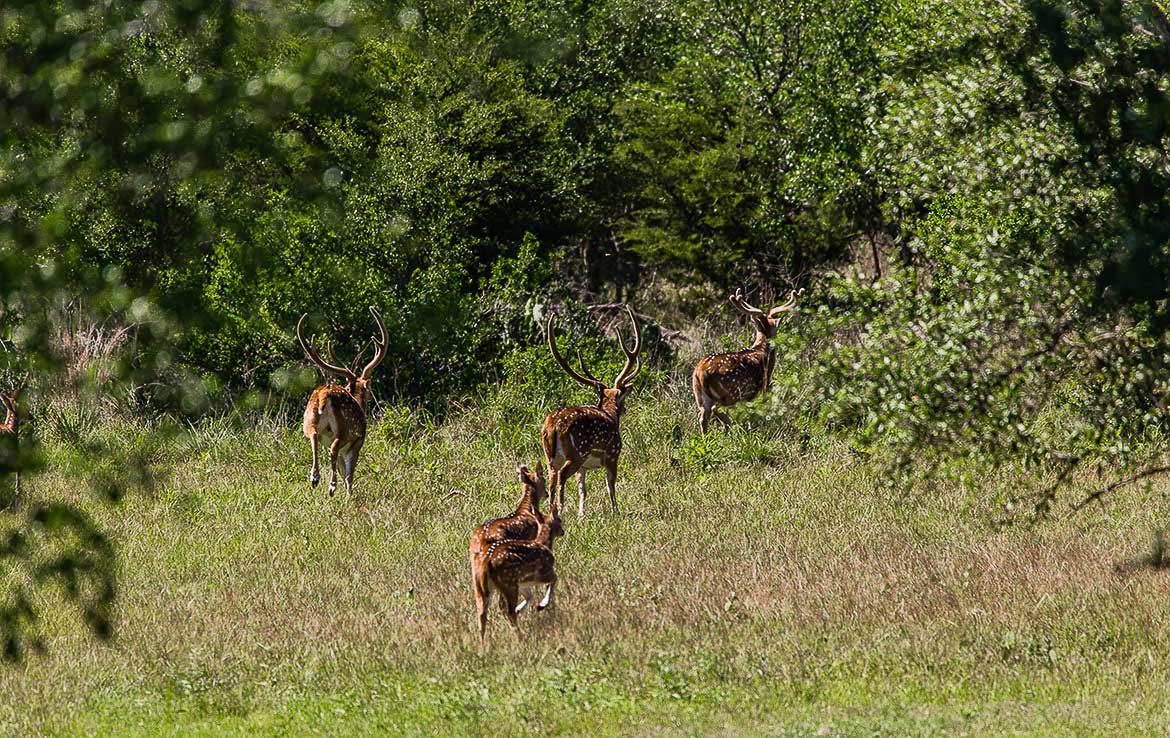 Rock Creek Ranch 1500 Acres Medina County Image 10