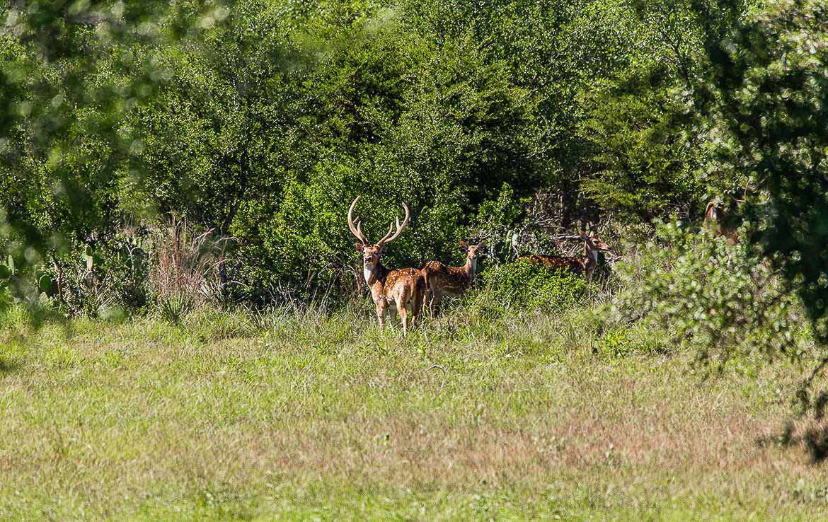 Rock Creek Ranch 1500 Acres Medina County Image 11