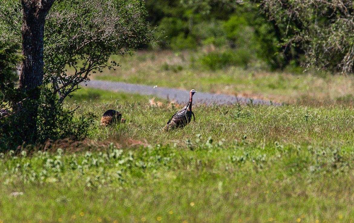 Rock Creek Ranch 1500 Acres Medina County Image 12