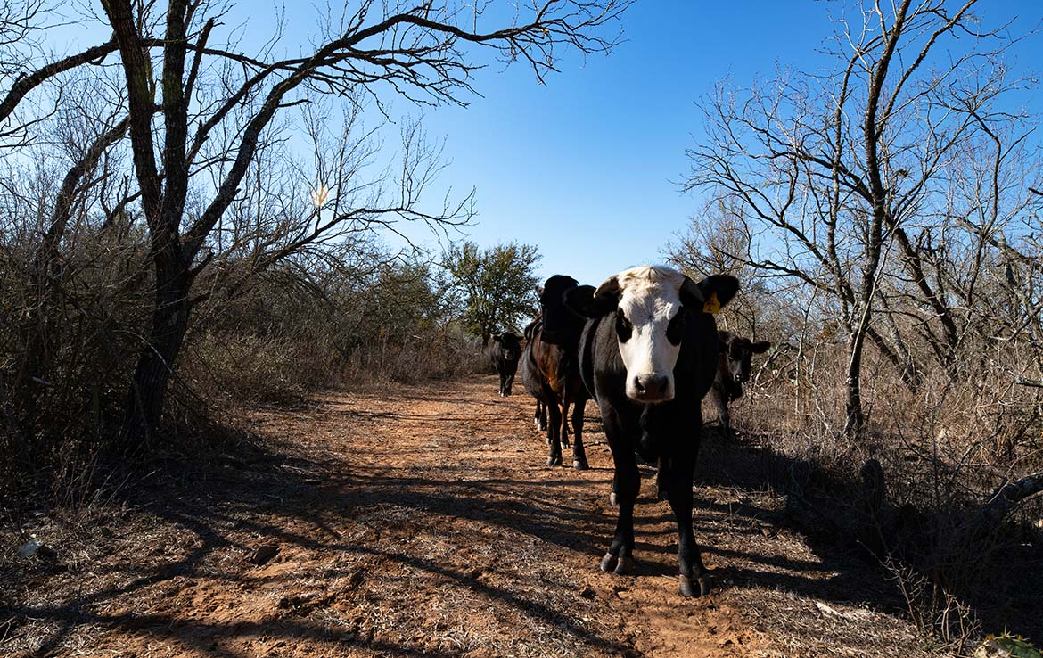 Hondo Hideaway Ranch 20 Acre Ranch Medina County Image 1