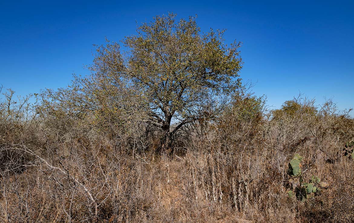 Hondo Hideaway Ranch 20 Acre Ranch Medina County Image 7