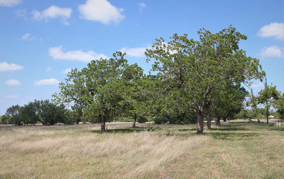 Pecan Acres 32 Acre Ranch Medina County Image 2