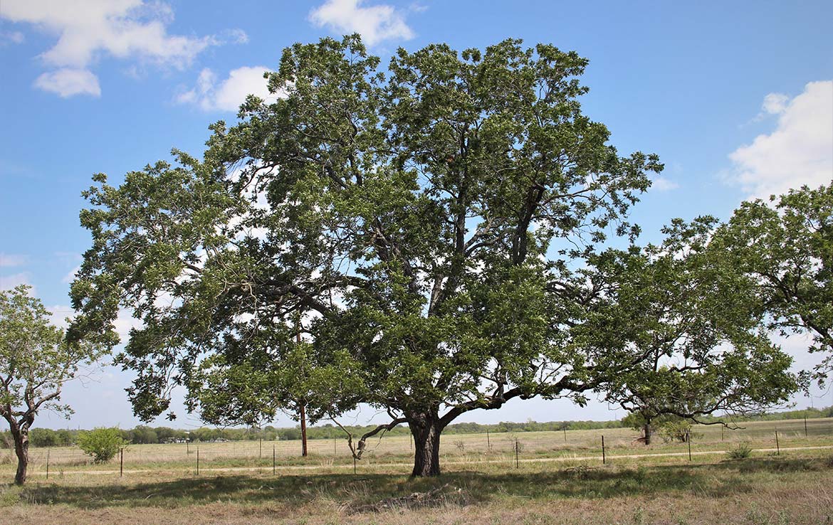 Pecan Acres 32 Acre Ranch Medina County Image 6