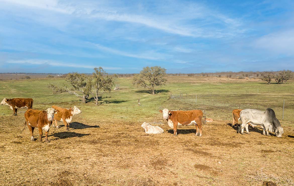 San Francisco Creek Ranch 48 Acre Ranch Medina County Image 17