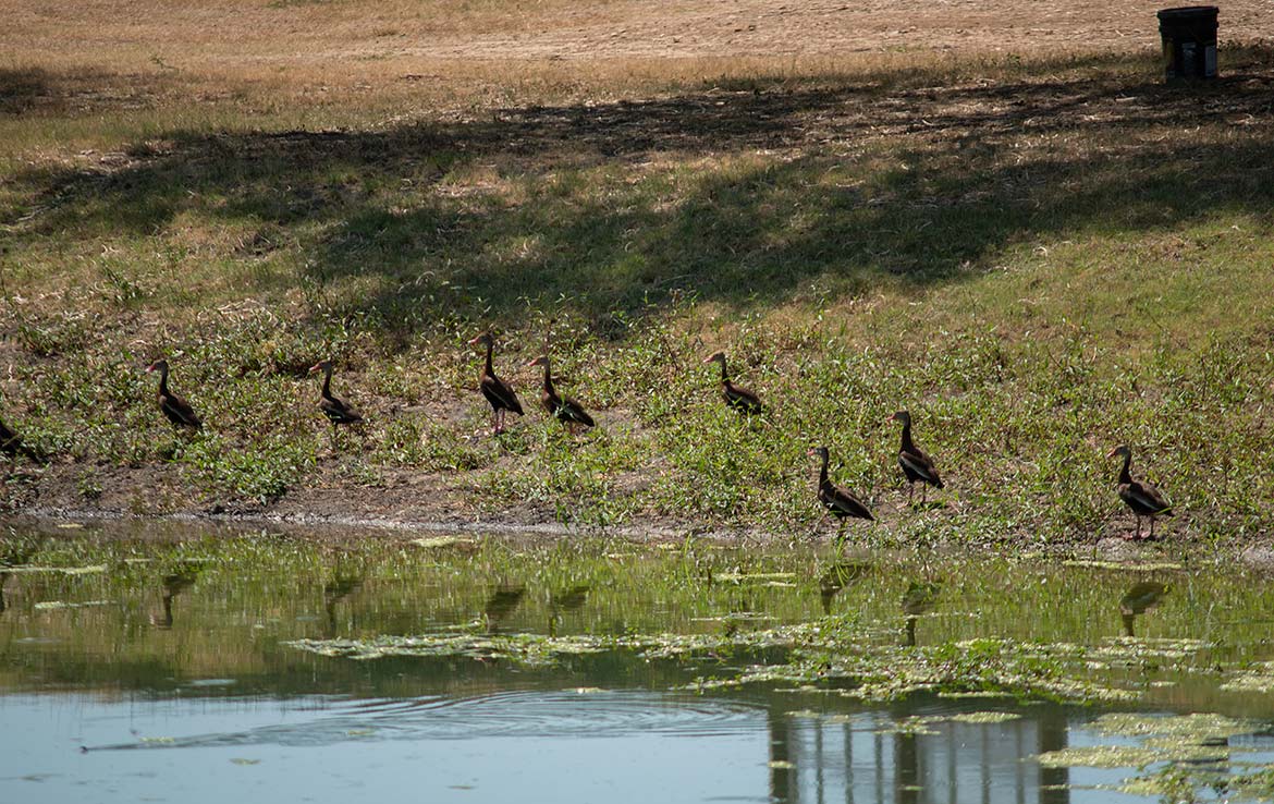 Mesquite Flats Ranch 493 Acre Ranch Medina County Image 11