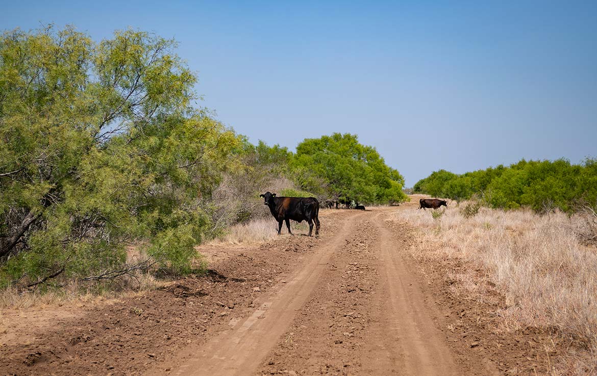 Mesquite Flats Ranch 493 Acre Ranch Medina County Image 13