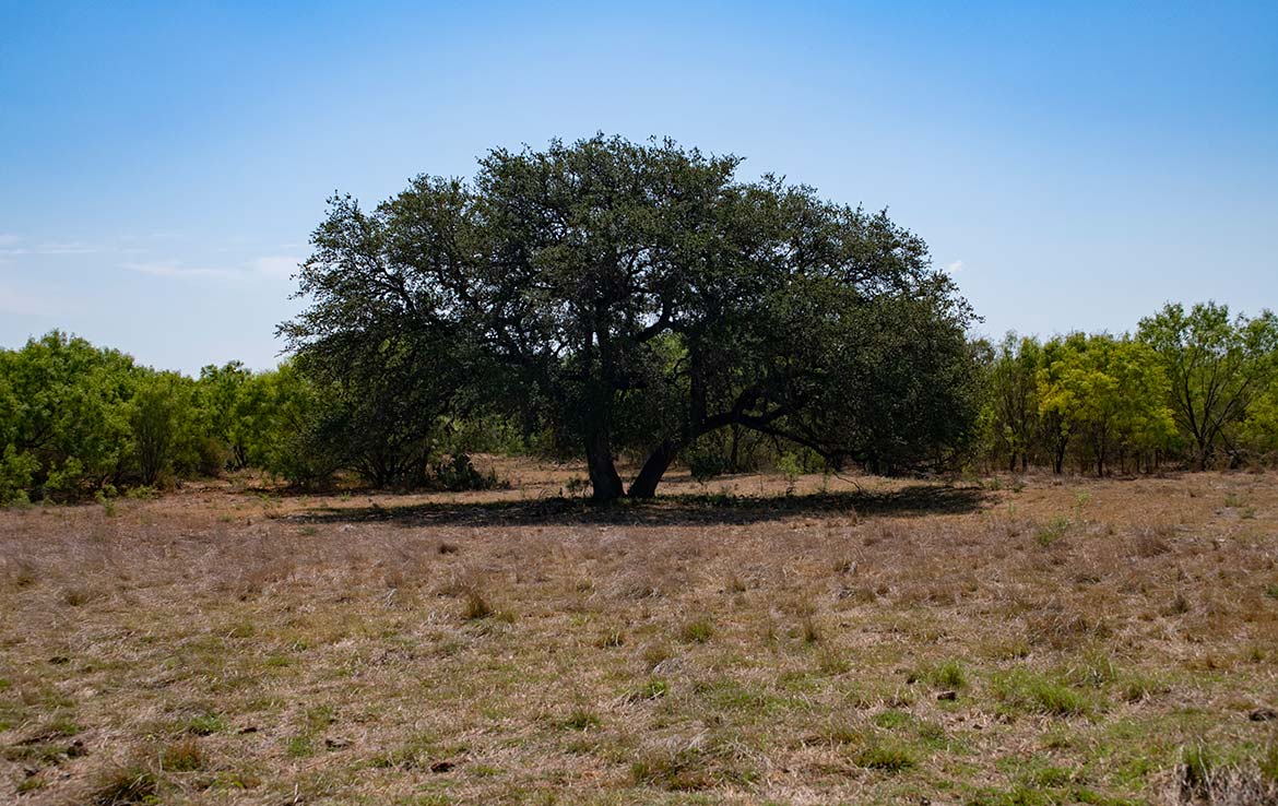 Mesquite Flats Ranch 493 Acre Ranch Medina County Image 15