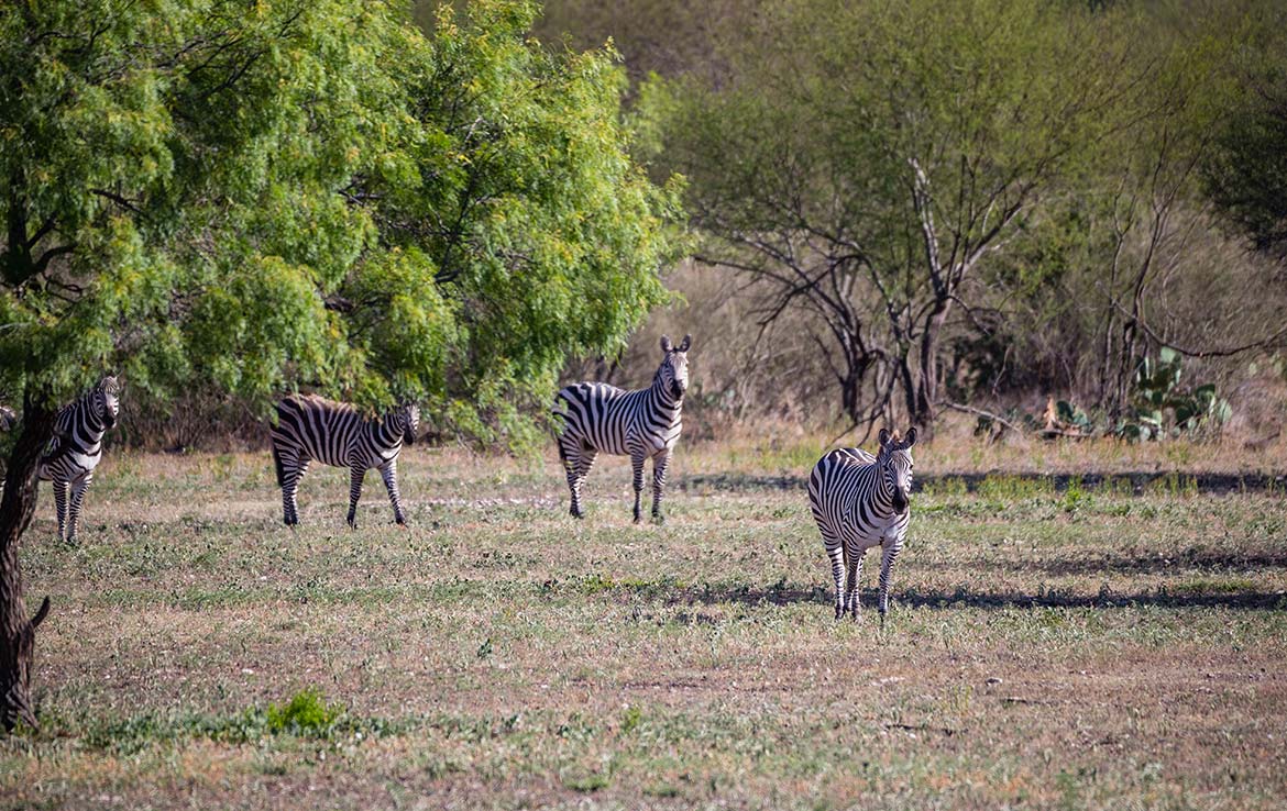 R5 Ranch - Texas Ranch Sales, LLC