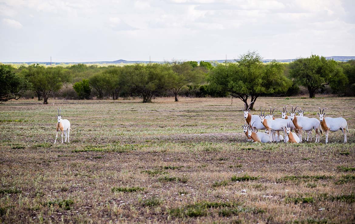 R5 Ranch - Texas Ranch Sales, LLC