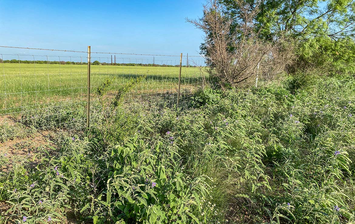 Pulido Farm 90 Acre Ranch Uvalde County Image 10