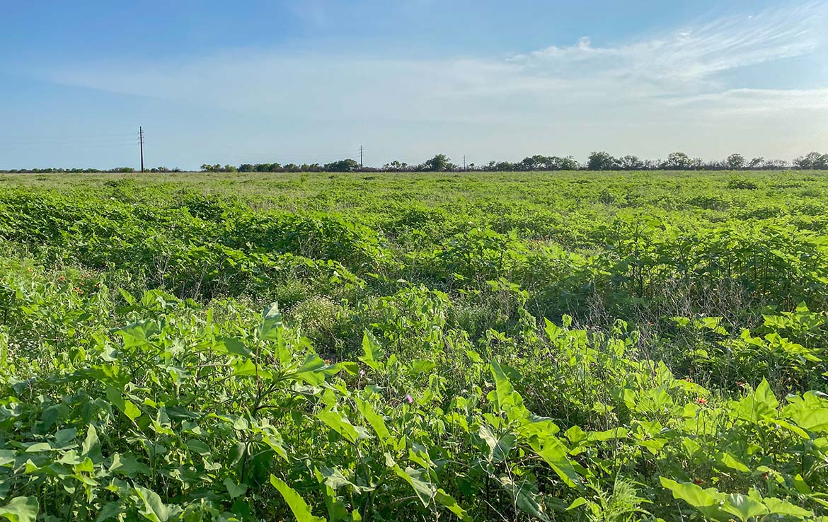 Pulido Farm 90 Acre Ranch Uvalde County Image 5