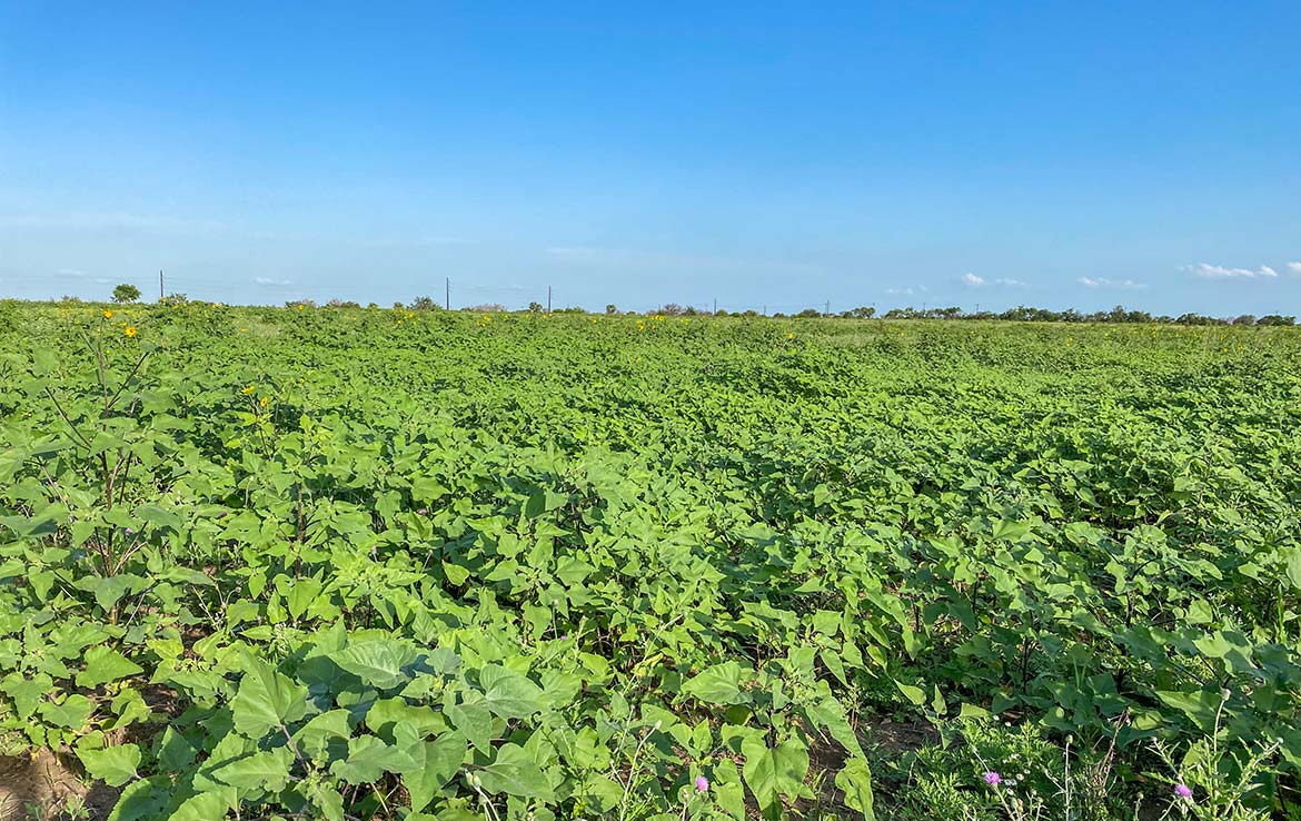 Pulido Farm 90 Acre Ranch Uvalde County Image 6