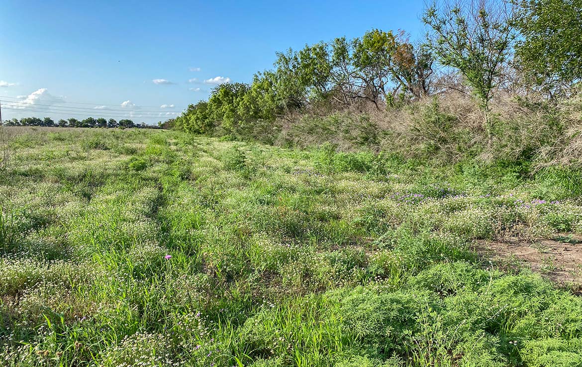Pulido Farm 90 Acre Ranch Uvalde County Image 8
