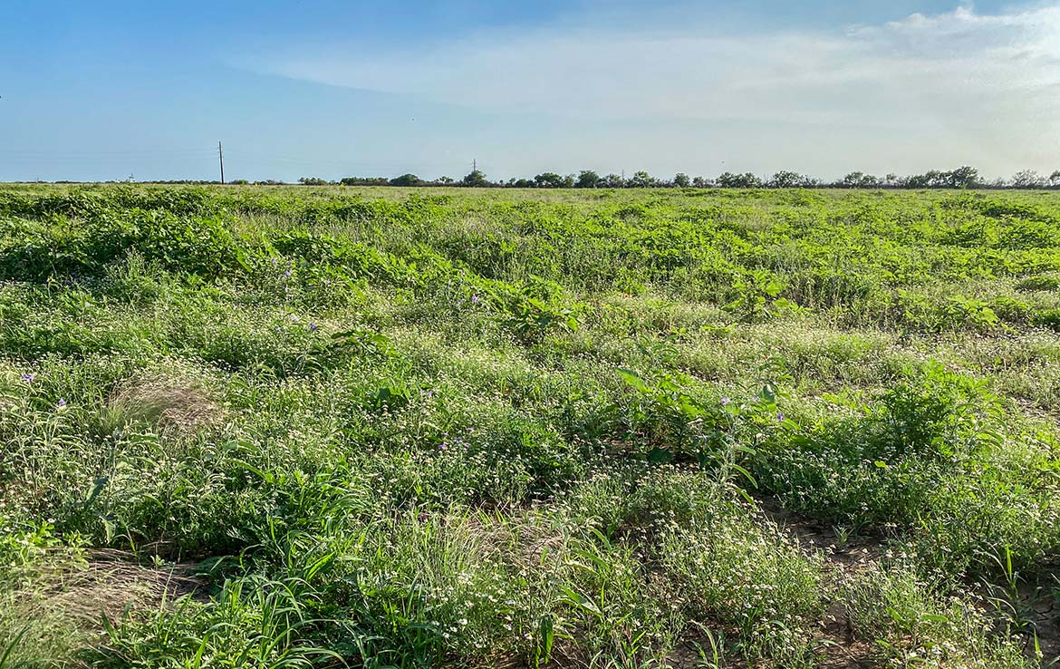 Pulido Farm 90 Acre Ranch Uvalde County Image 9