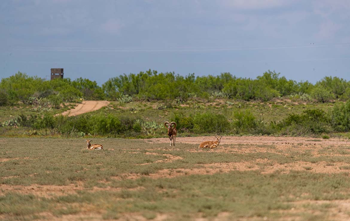 Catarosa Ranch 2596 Acre Ranch Dimmit County Image 17