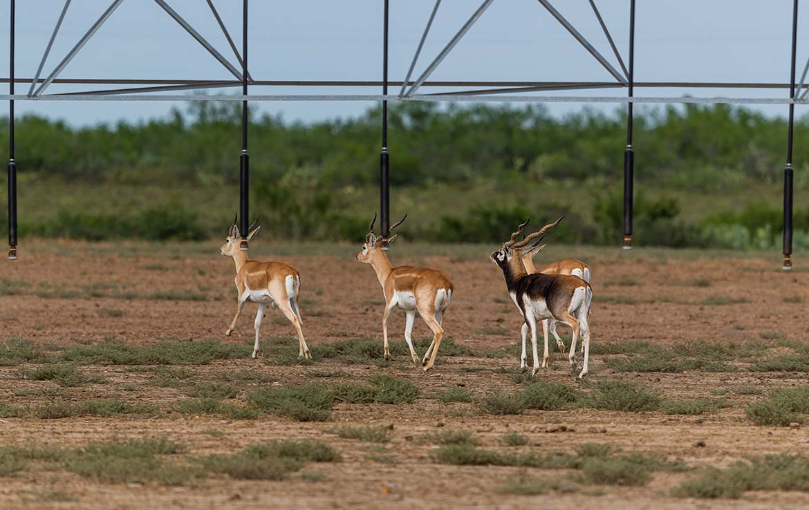 Catarosa Ranch 2596 Acre Ranch Dimmit County Image 22