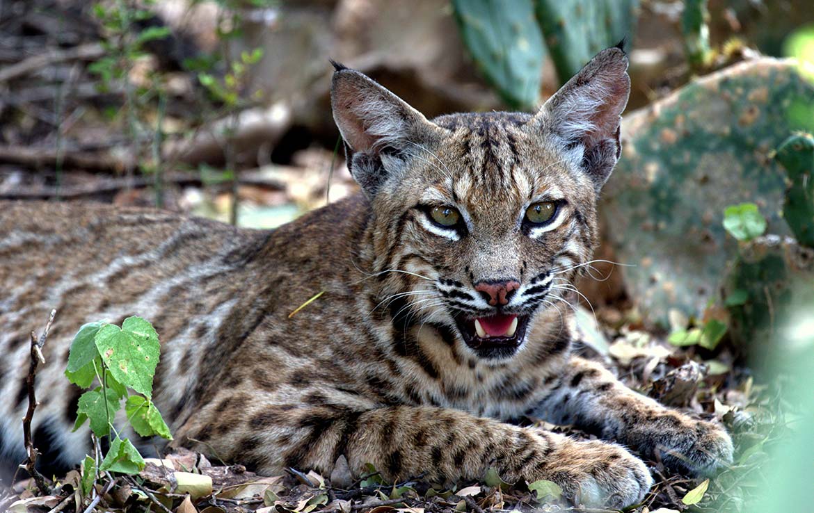 Catarosa Ranch 2596 Acre Ranch Dimmit County Image 31