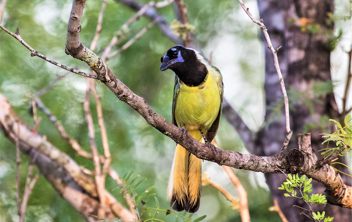 Catarosa Ranch 2596 Acre Ranch Dimmit County Image 32