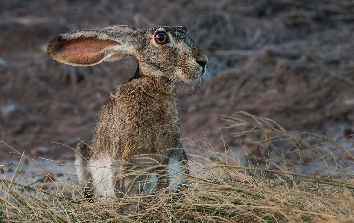 Catarosa Ranch 2596 Acre Ranch Dimmit County Image 33