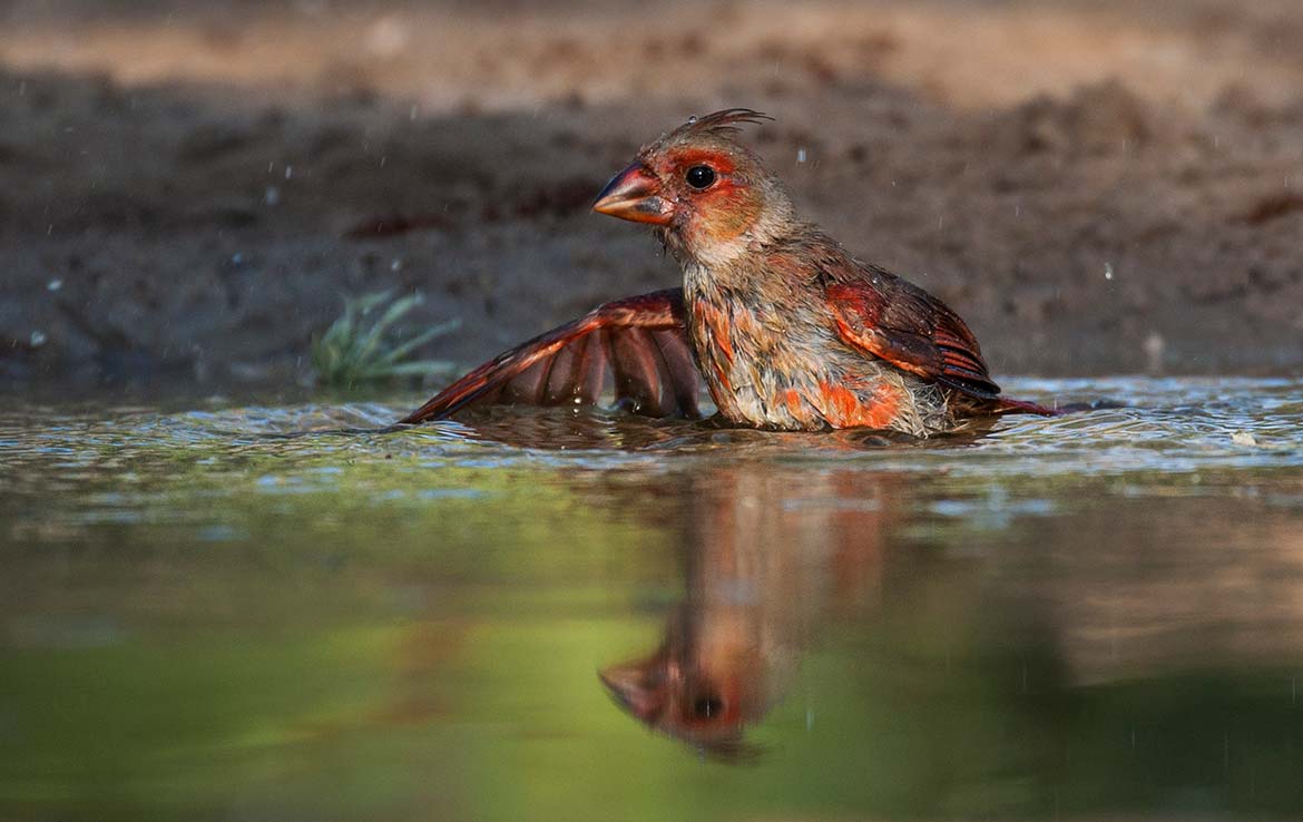 Catarosa Ranch 2596 Acre Ranch Dimmit County Image 34
