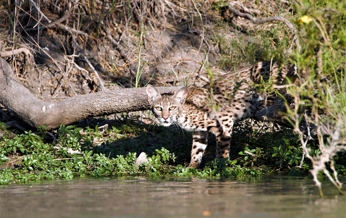 Catarosa Ranch 2596 Acre Ranch Dimmit County Image 35