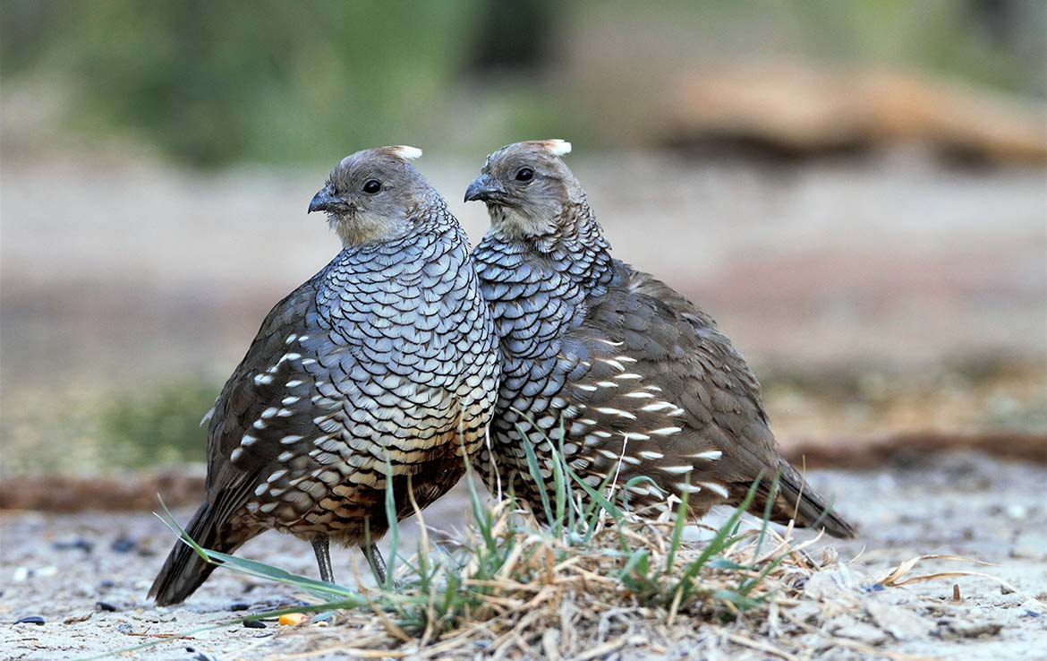 Catarosa Ranch 2596 Acre Ranch Dimmit County Image 36