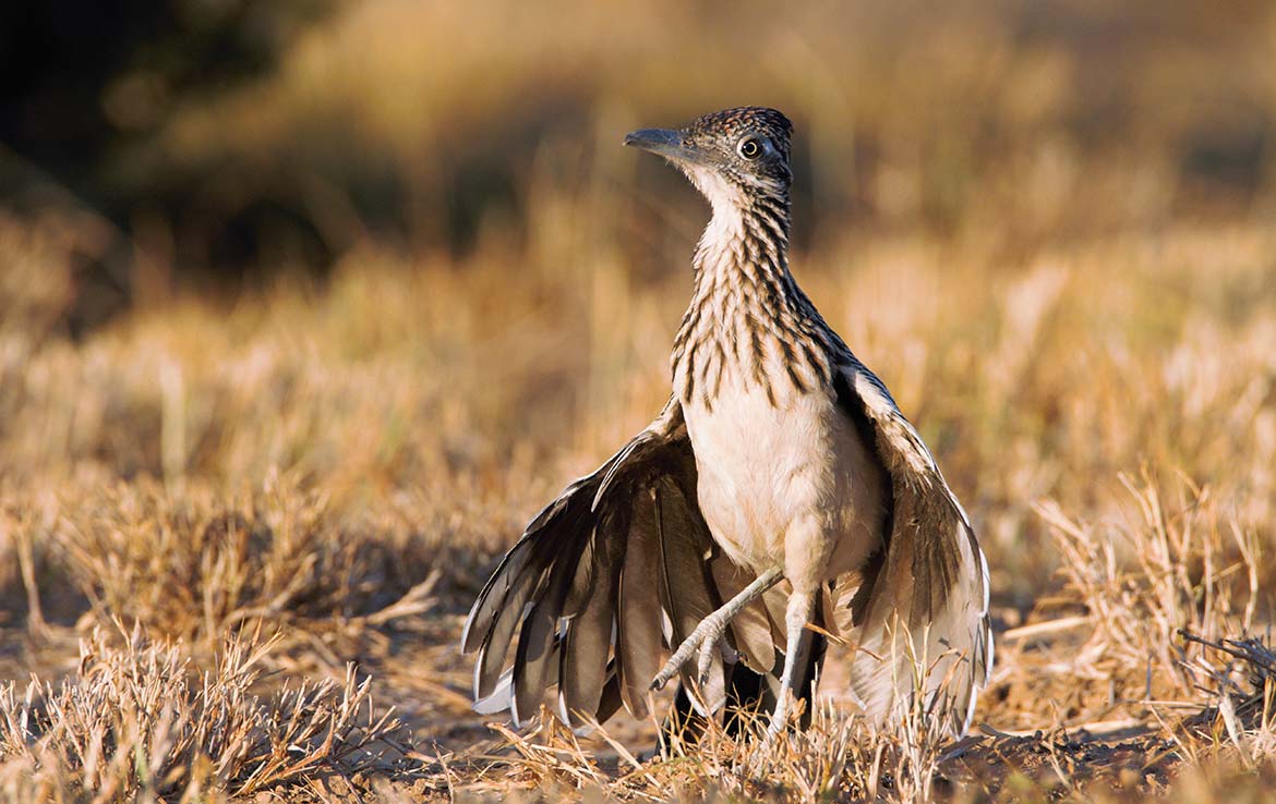 Catarosa Ranch 2596 Acre Ranch Dimmit County Image 37