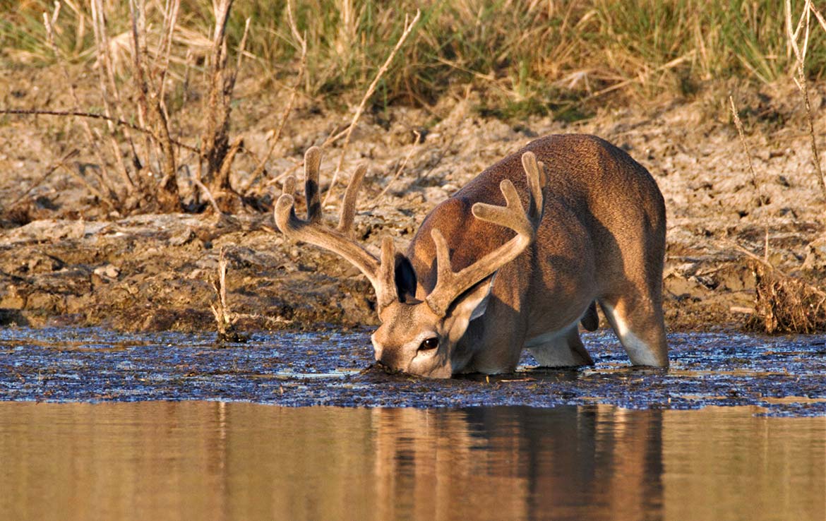 Catarosa Ranch 2596 Acre Ranch Dimmit County Image 38