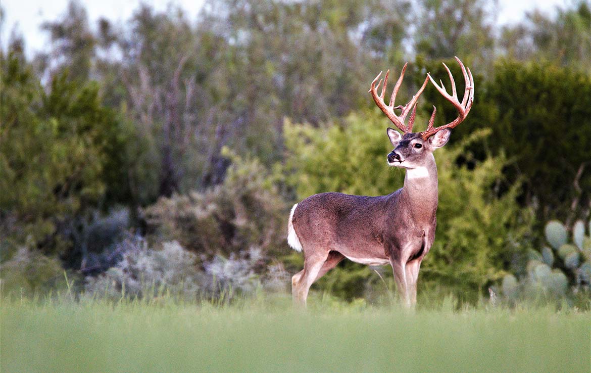 Catarosa Ranch 2596 Acre Ranch Dimmit County Image 39
