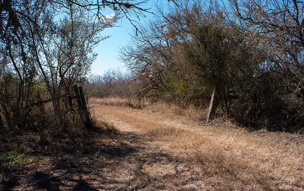 Paloma Grande 500 Acre Ranch Duval County Image 4