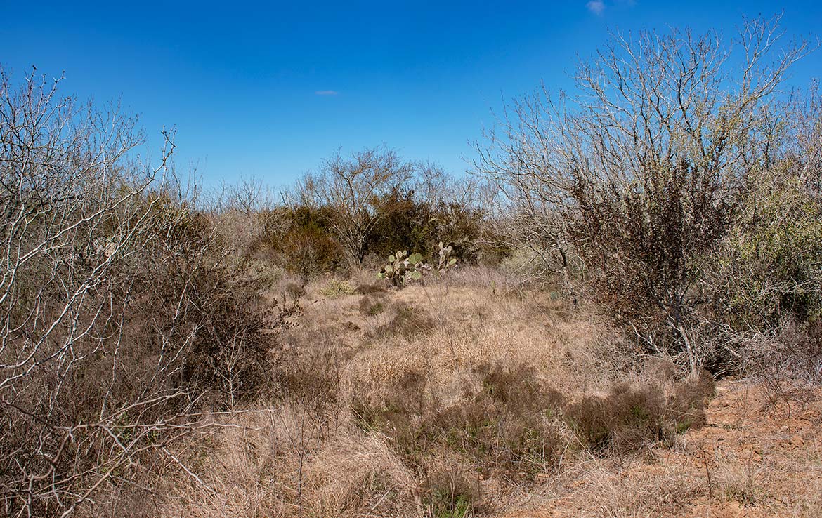 Paloma Grande 500 Acre Ranch Duval County Image 7