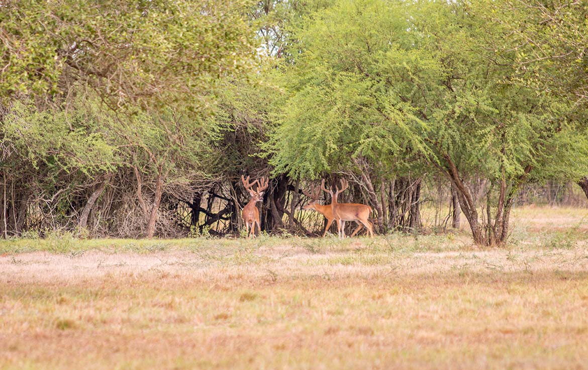 Cothern’s Trophy Oaks Ranch 144 Acre Ranch Goliad County Image 16