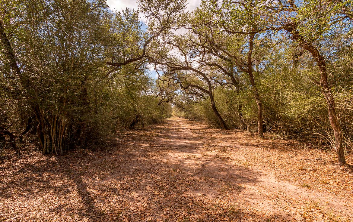 Cothern’s Trophy Oaks Ranch 144 Acre Ranch Goliad County Image 18