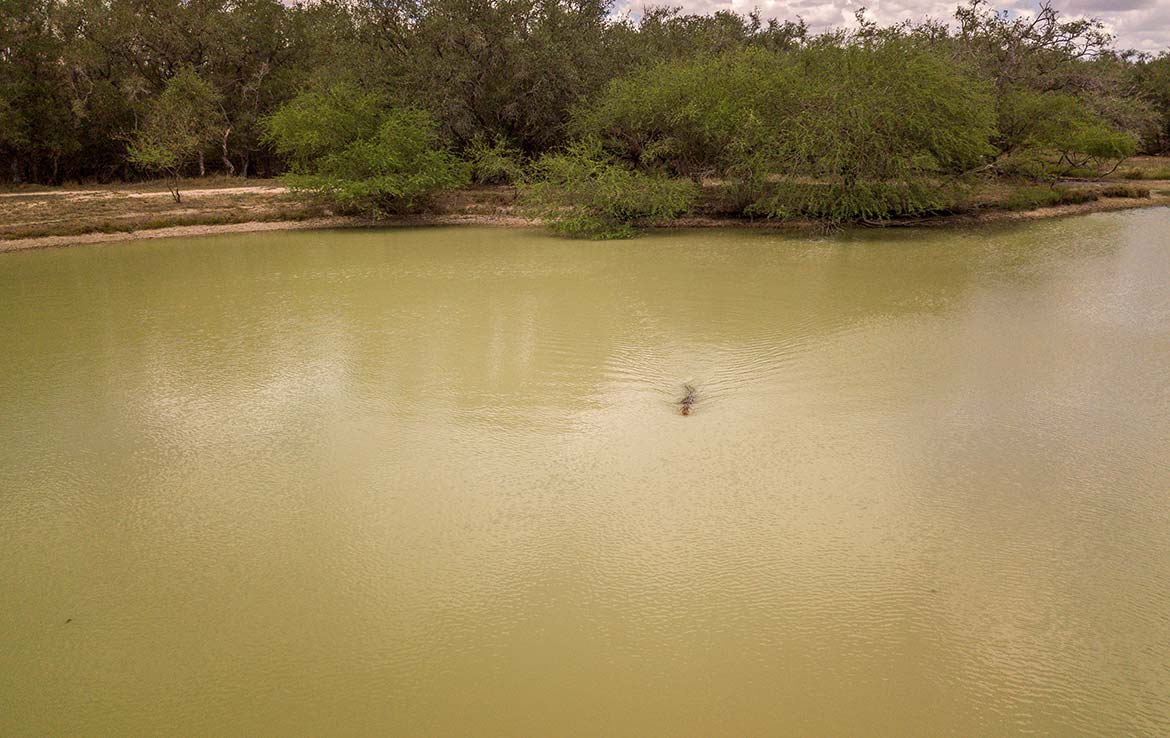 Cothern’s Trophy Oaks Ranch 144 Acre Ranch Goliad County Image 19