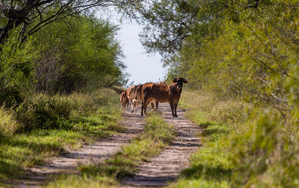 Tijerina Ranch Texas Ranch Sales, LLC