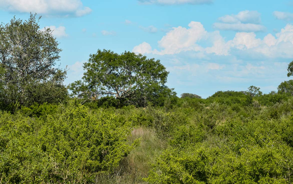 Ecleto Creek Ranch 246 Acre Ranch Karnes County Image 10