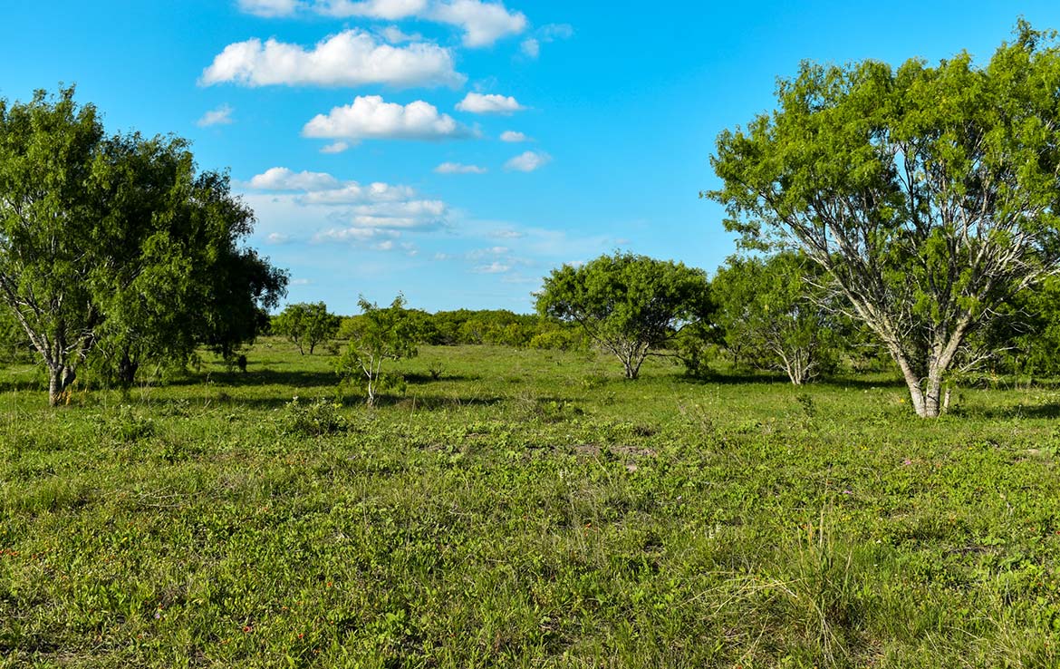 Ecleto Creek Ranch 246 Acre Ranch Karnes County Image 11