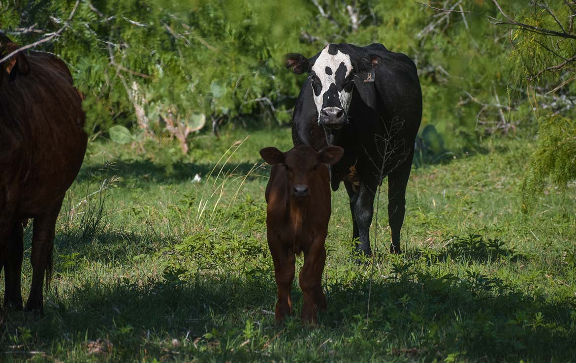 Ecleto Creek Ranch 246 Acre Ranch Karnes County Image 13